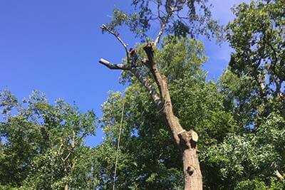 Tree Trimming and Removal