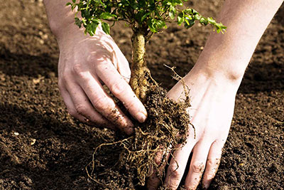 Tree and Shrubs Replacement