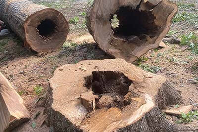 Stump Removal/Grinding